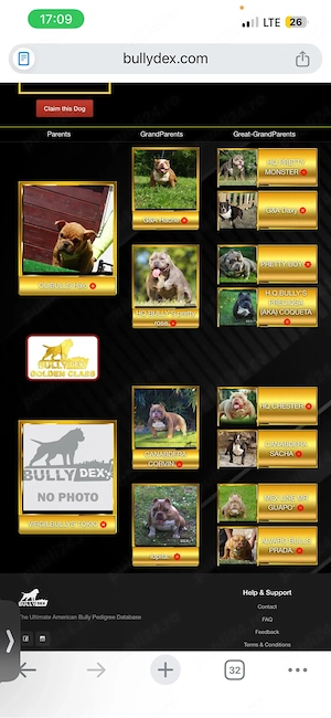 American Bully Femela  - imagine 5
