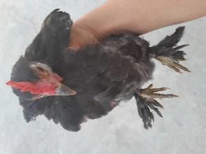 Cocoși mii de flori de vânzare  - imagine 2
