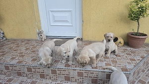 Vand Pui Labrador Retriver - imagine 4