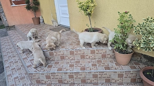 Vand Pui Labrador Retriver - imagine 5