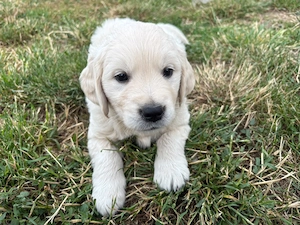 Vand pui Golden Retriever - imagine 3