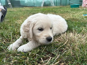 Vand pui Golden Retriever - imagine 2