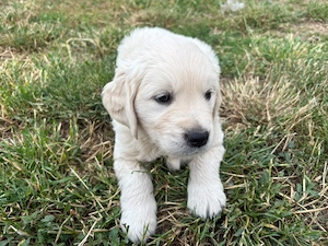 Vand pui Golden Retriever - imagine 4