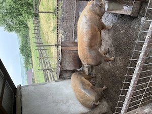 Porci de vânzare! - imagine 2