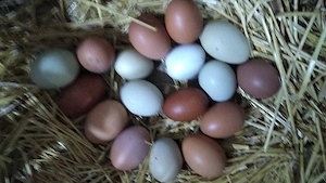 Ouă incubație curcubeu de la gaini Marans si Ameraucana - imagine 2