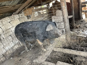 Purcea de vânzare  greutate 150 kilograme preț 16 milione - imagine 4