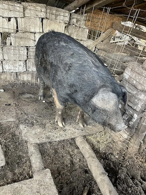 Purcea de vânzare  greutate 150 kilograme preț 16 milione