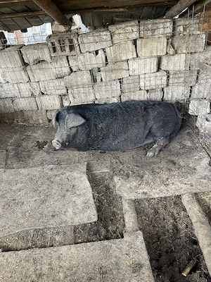 Purcea de vânzare  greutate 150 kilograme preț 16 milione - imagine 3