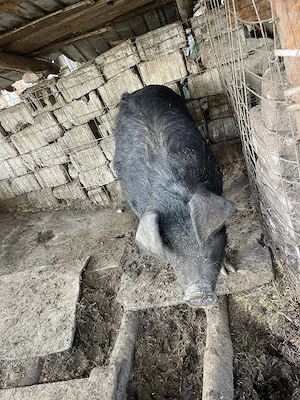 Purcea de vânzare  greutate 150 kilograme preț 16 milione - imagine 2