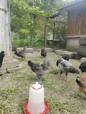 Disponibili cocoși moțați tineri  - imagine 5