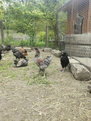 Disponibili cocoși moțați tineri  - imagine 3
