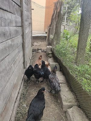 Disponibili cocoși moțați tineri  - imagine 2