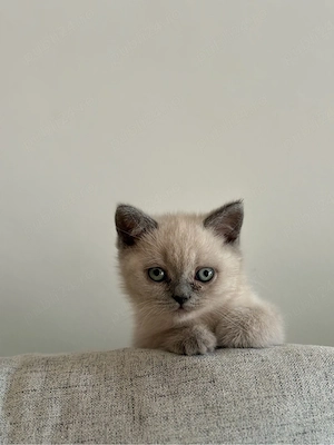 Pisica British Shorthair - imagine 3