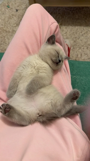 Pisica British Shorthair - imagine 4