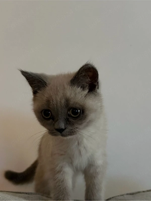 Pisica British Shorthair - imagine 2
