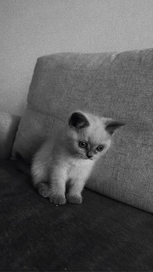 Pisica British Shorthair - imagine 5