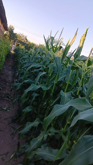 Porumb Dessert 78