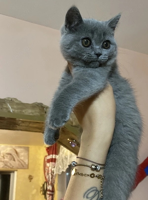2 Fetițe british shorthair 1motanel longhair - imagine 4
