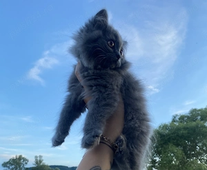 2 Fetițe british shorthair 1motanel longhair - imagine 5
