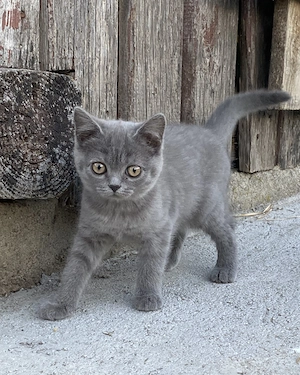 2 Fetițe british shorthair 1motanel longhair - imagine 3