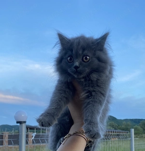 2 Fetițe british shorthair 1motanel longhair - imagine 2