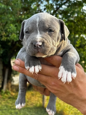 Vand american bully XL - imagine 5