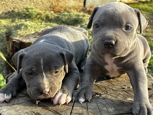 Vand american bully XL - imagine 3