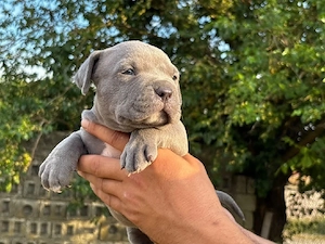 Vand american bully XL - imagine 2