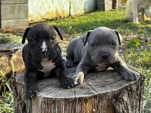 Vand american bully XL - imagine 4