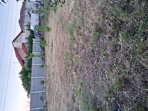 Dau in chirie teren  300 m2 