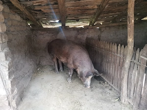 Vând porc de carne 250-280 kg 