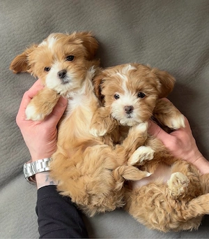 Maltipoo Mini Toy culoarea Caramel 9 saptamani - imagine 2