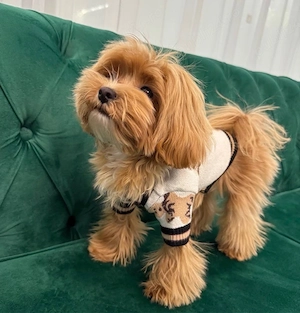 Maltipoo Mini Toy culoarea Caramel 9 saptamani - imagine 4