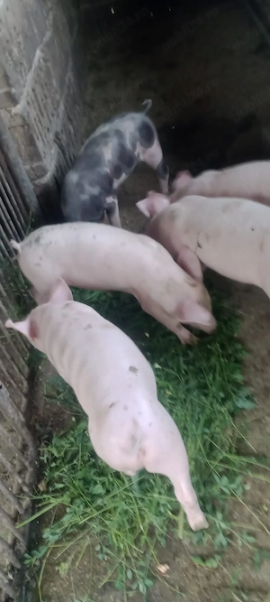 Purcei rasa mixta 