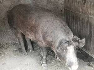 Vând porc de carne 250-280 kg  - imagine 2