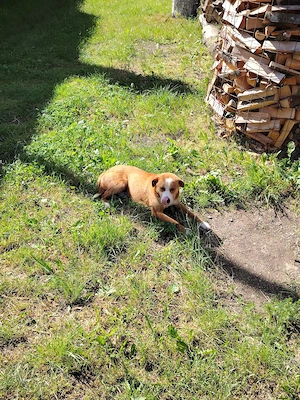 Câine de vanzare în Loc. Martinie 