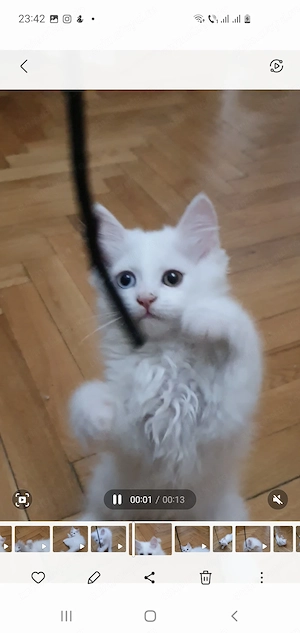 vand motanel persan 2 luni jumate 