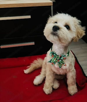  Bichon Maltez Toy .. - imagine 2