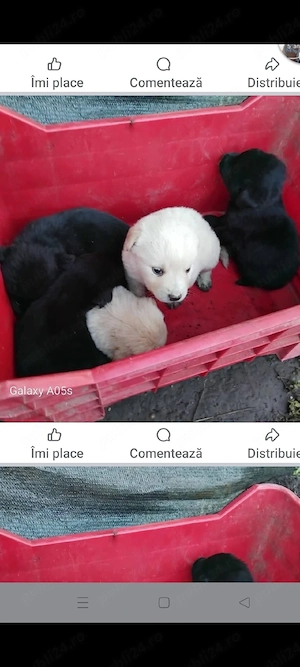 caini golden retriver  - imagine 2