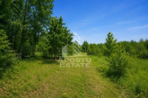 Teren agricol si pasune de 5300+3300 mp, Cuied - imagine 5