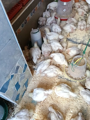 pui de gaina de carne