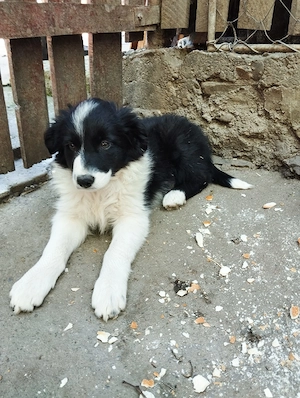 Cățelușa border collie  - imagine 2