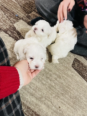 Disponibili cățeluși Bichon - imagine 4