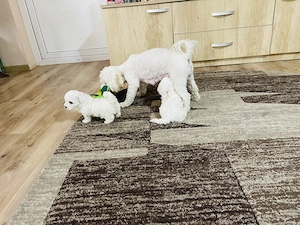Disponibili cățeluși Bichon - imagine 2