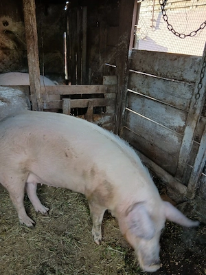 porc de carne pt taiat - imagine 2