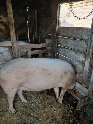 porc de carne pt taiat