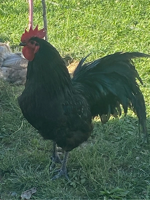 Cocos negru Australorp - imagine 2