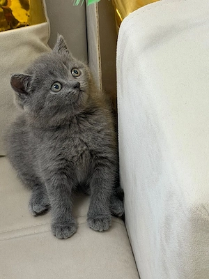 pui British Shorthair 100% - imagine 3