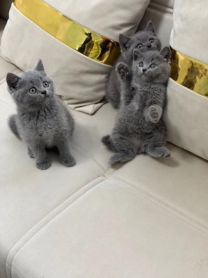 pui British Shorthair 100% - imagine 4