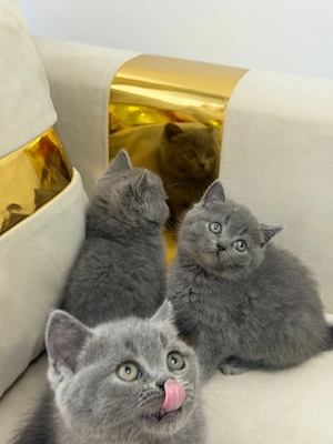pui British Shorthair 100% - imagine 2